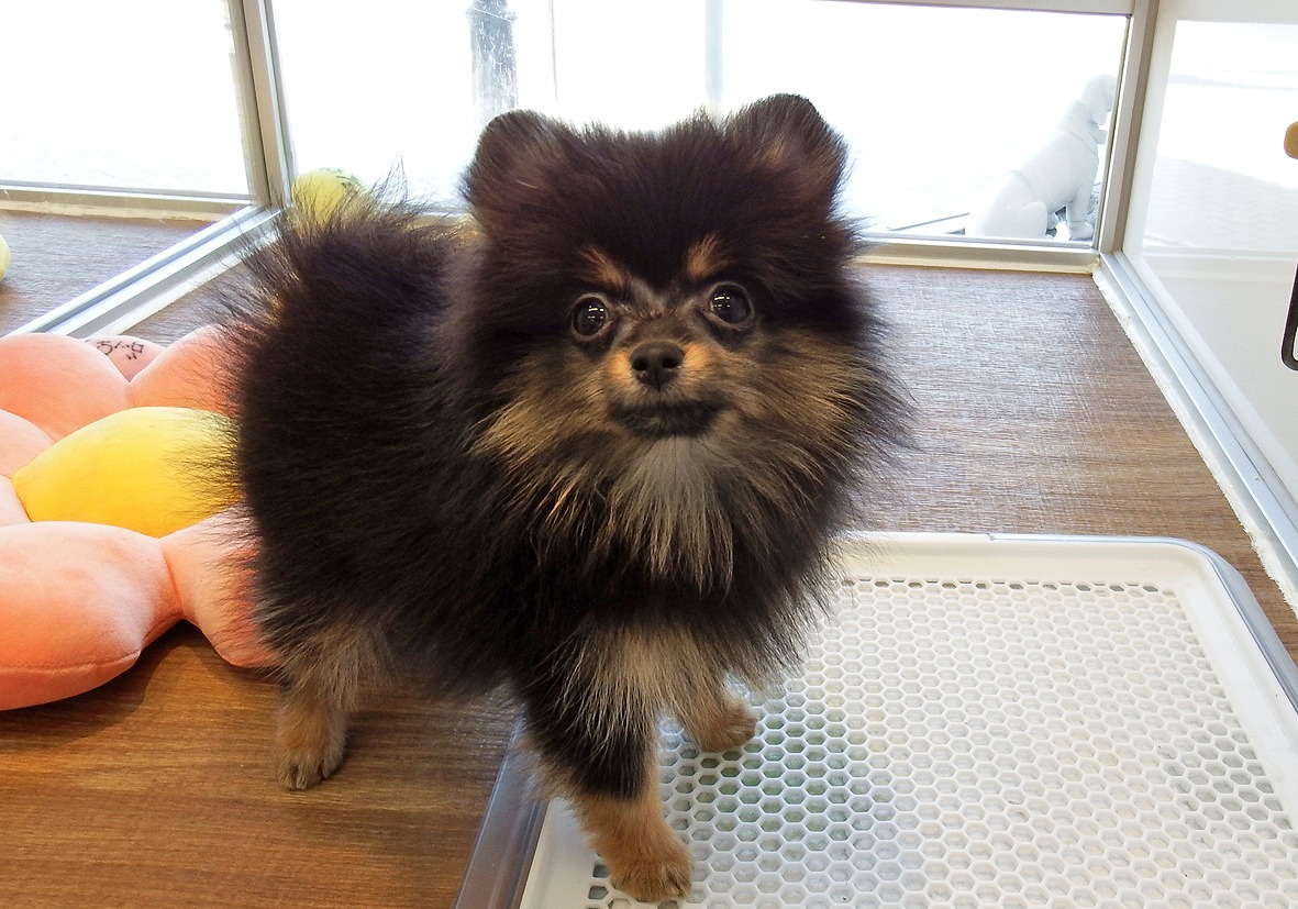 小型犬】ポメラニアン(2304157) | 京都 ペットショップ ノアズアーク