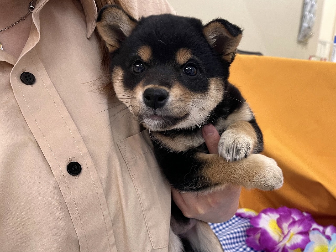 小型犬】柴犬(2305187) | 京都 ペットショップ ノアズアーク
