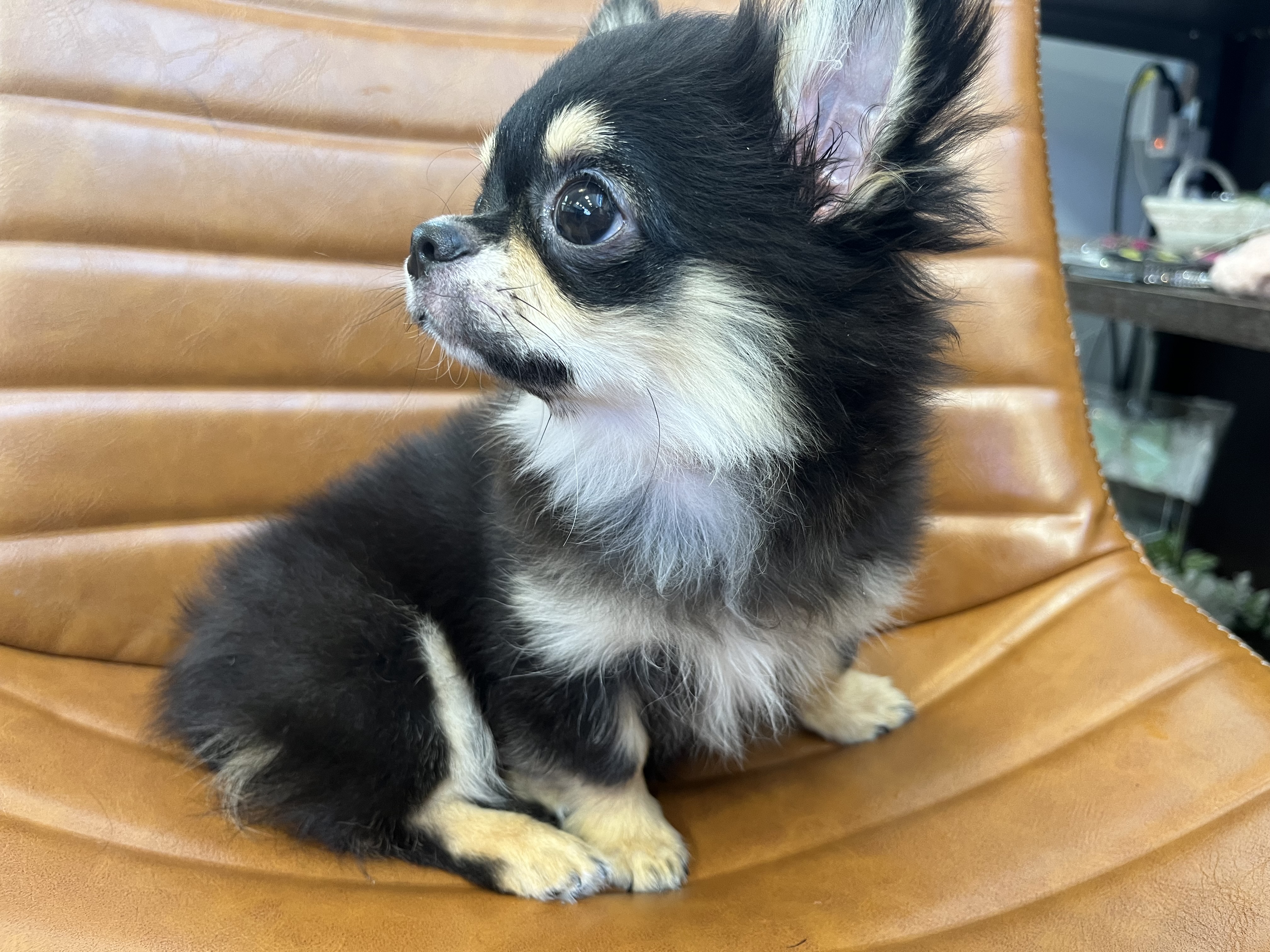 堅実な究極の 小型犬】チワワ（ロングコート）(2305212) | 京都 ペット ノート・メモ帳