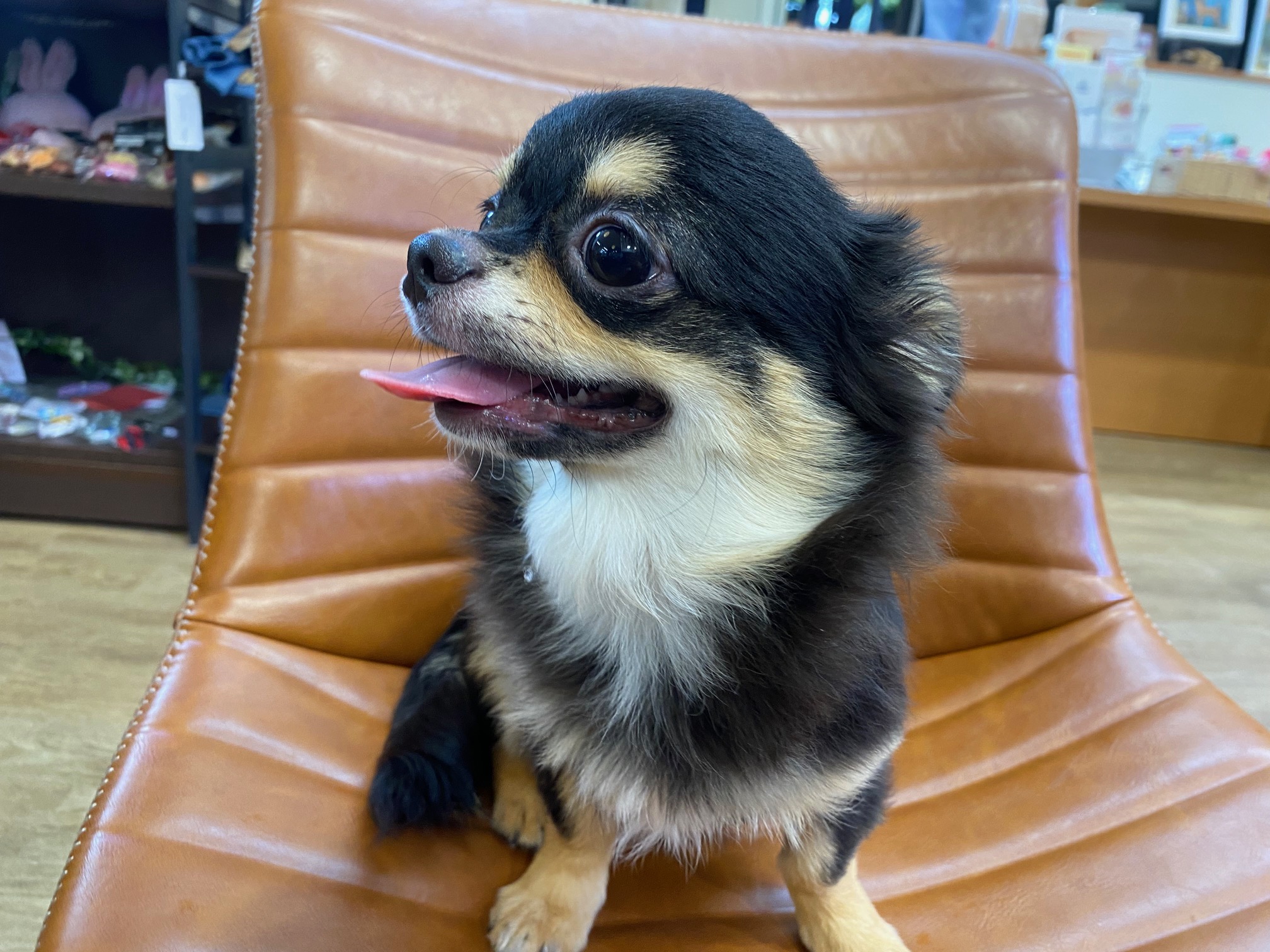 小型犬】チワワ（ロングコート）(2305212) | 京都 ペット