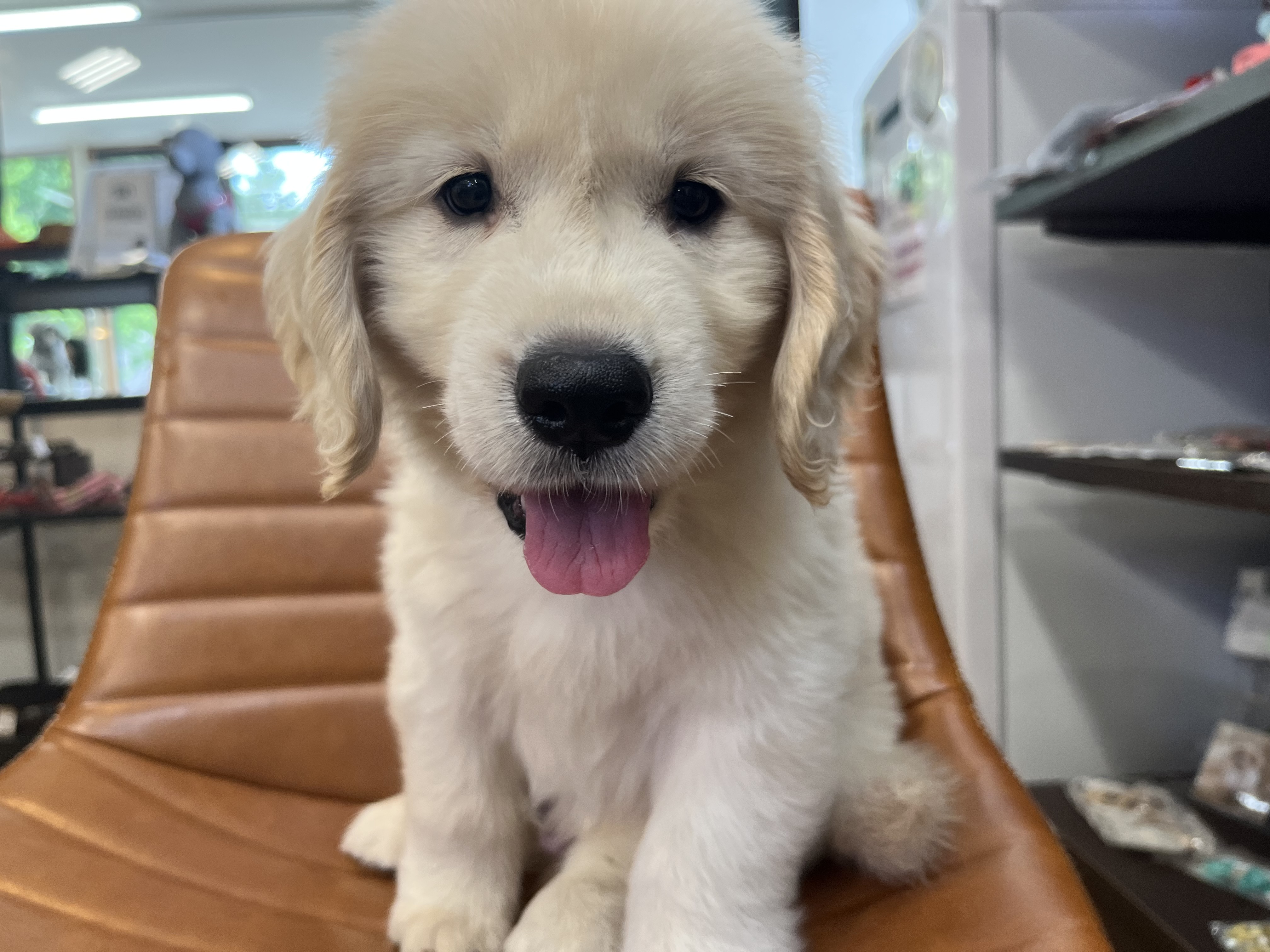 大型犬】ゴールデンレトリバー(2306262) | 京都 ペットショップ