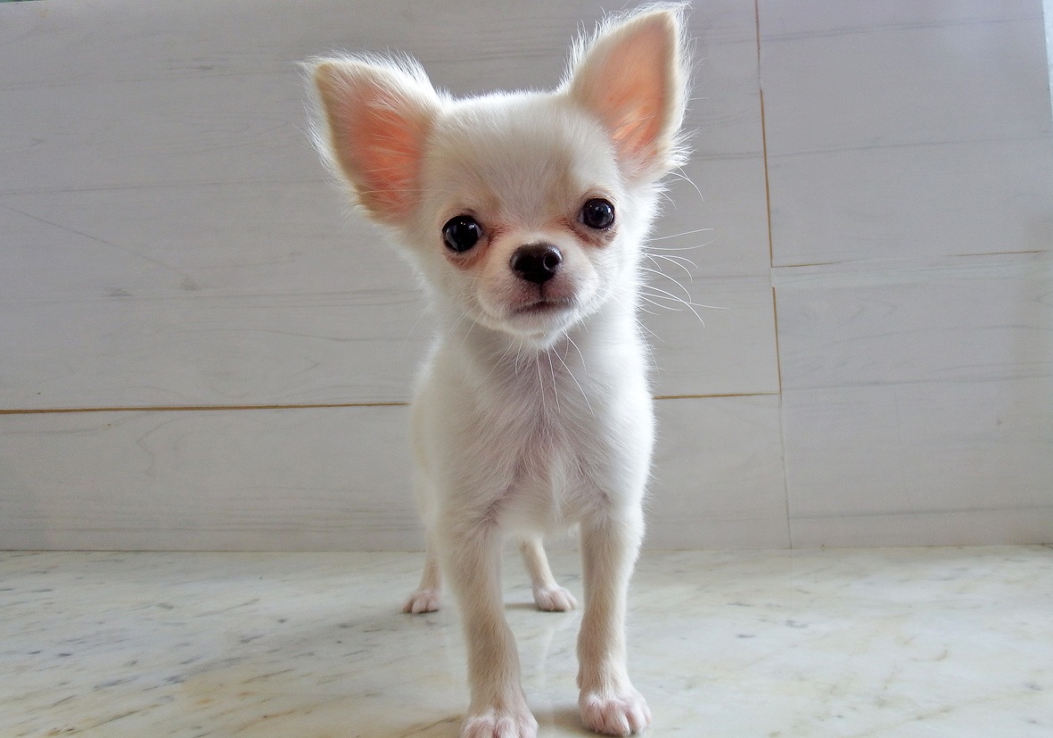 小型犬】チワワ（ロングコート）(2306264) | 京都 ペット