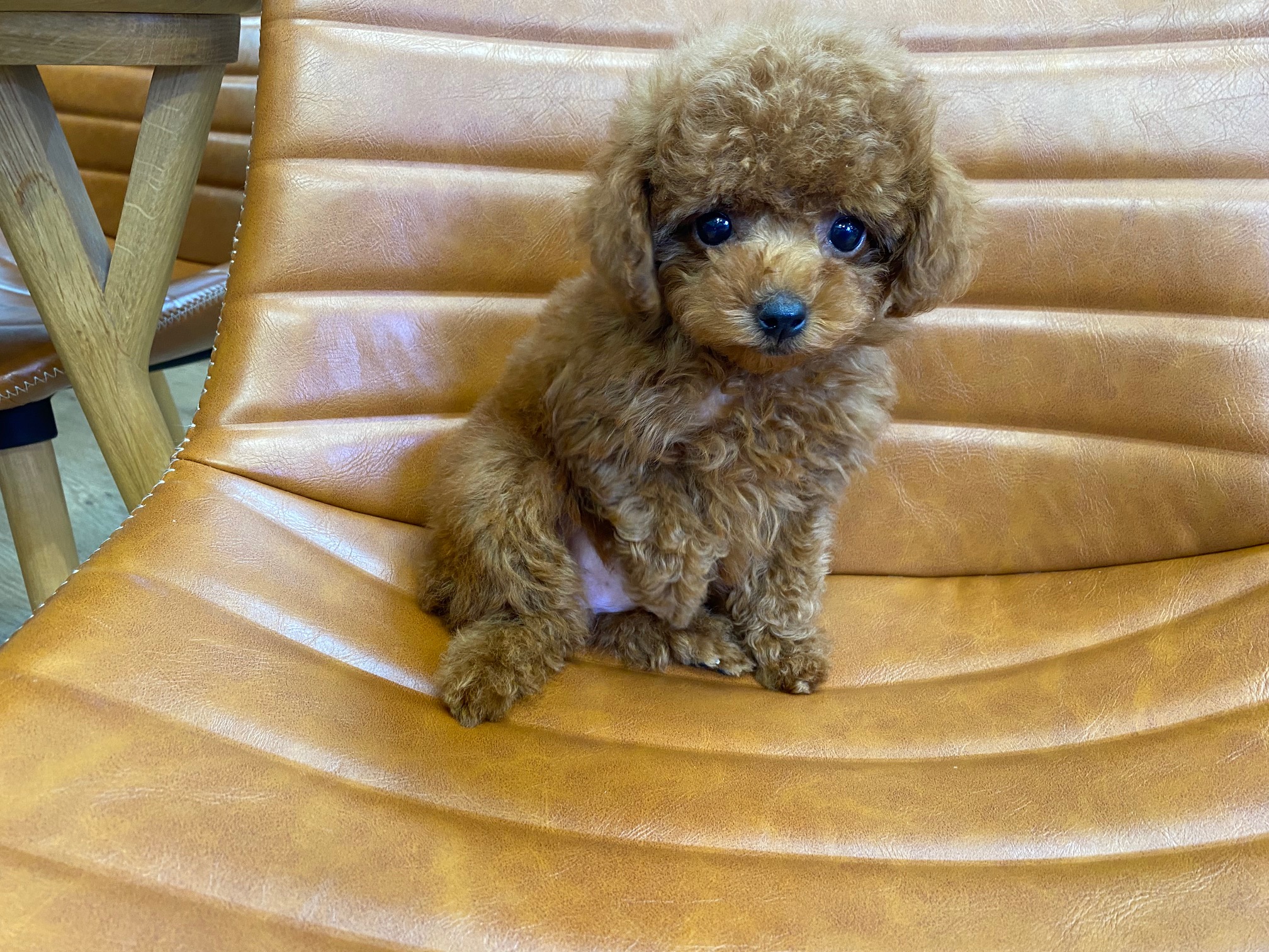 トイプードル トイプードル詳細｜ペットショップNOAH'S ARK（ノアズアーク）