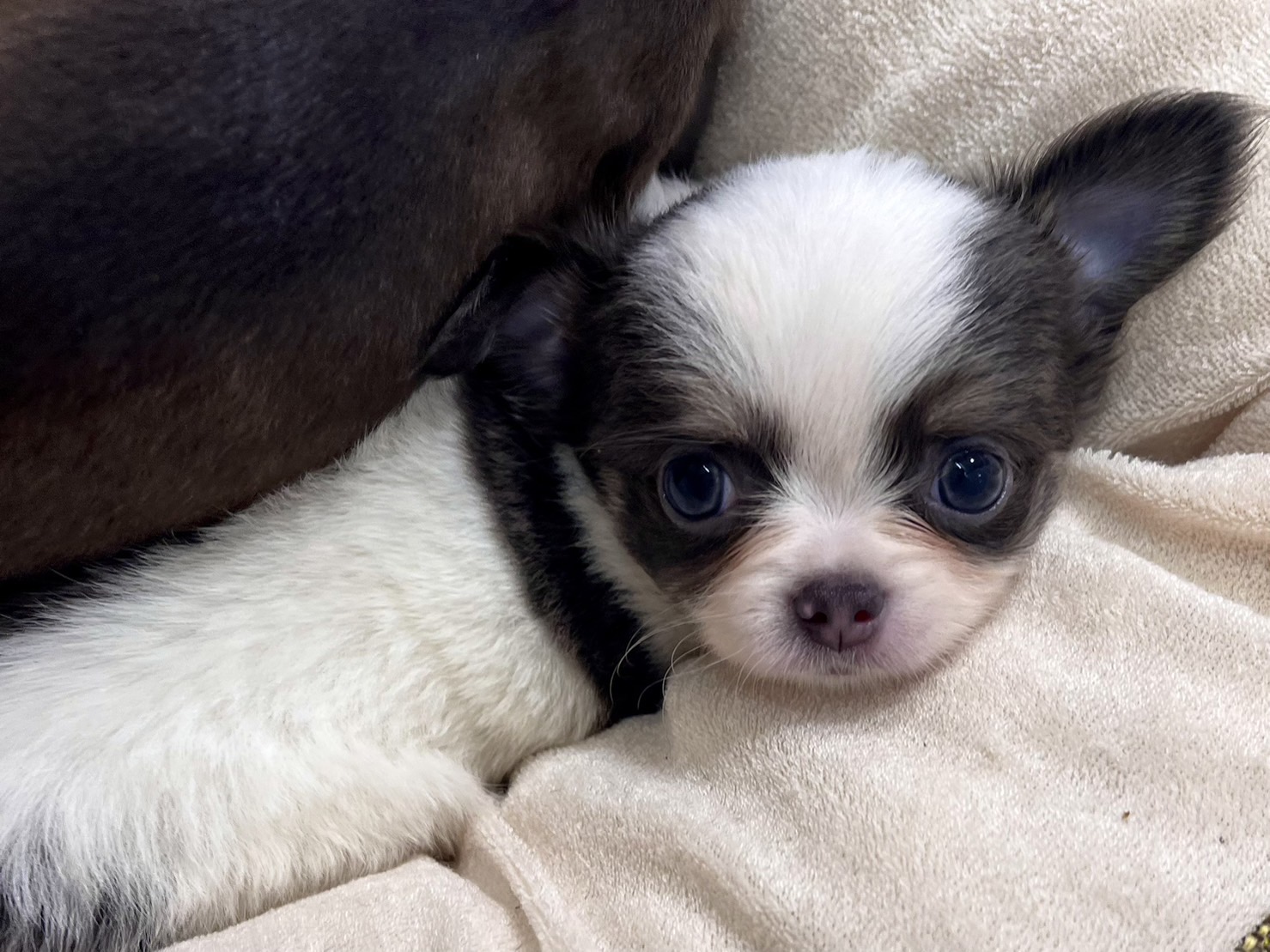 小型犬】チワワ（ロングコート）(2307277) | 京都 ペット