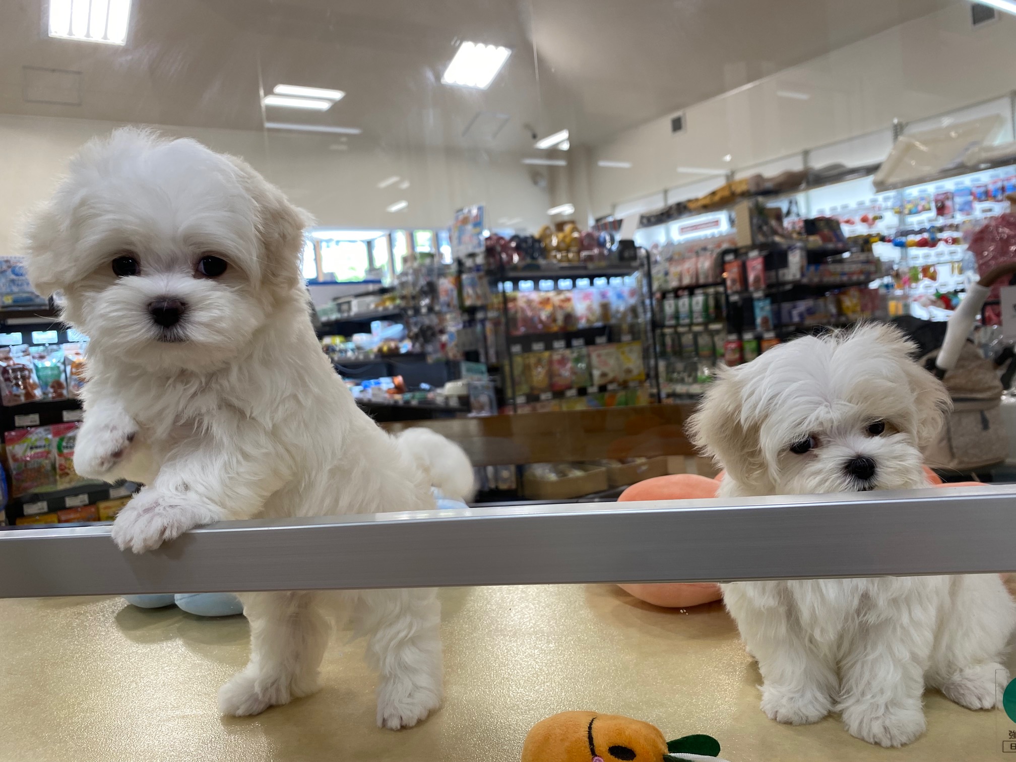 史上一番安い | 小型犬】マルチーズ(2307284) 京都 ノアズアーク ペットショップ ぬいぐるみ