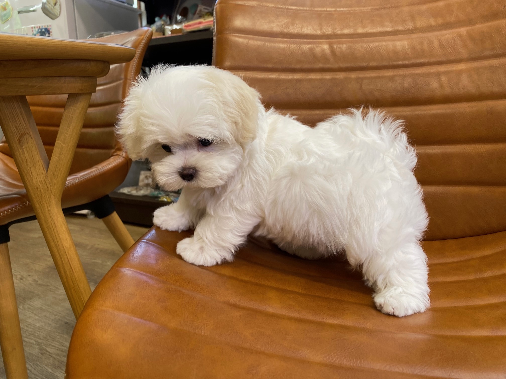 小型犬】マルチーズ(2307284) | 京都 ペットショップ ノアズアーク 小型犬】マルチーズ(2307284) | 京都 ペットショップ ノアズアーク