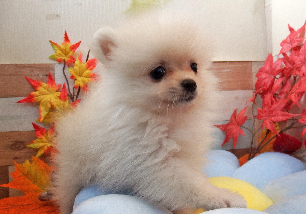 小型犬】ポメラニアン(2309343) | 京都 ペットショップ ノアズアーク