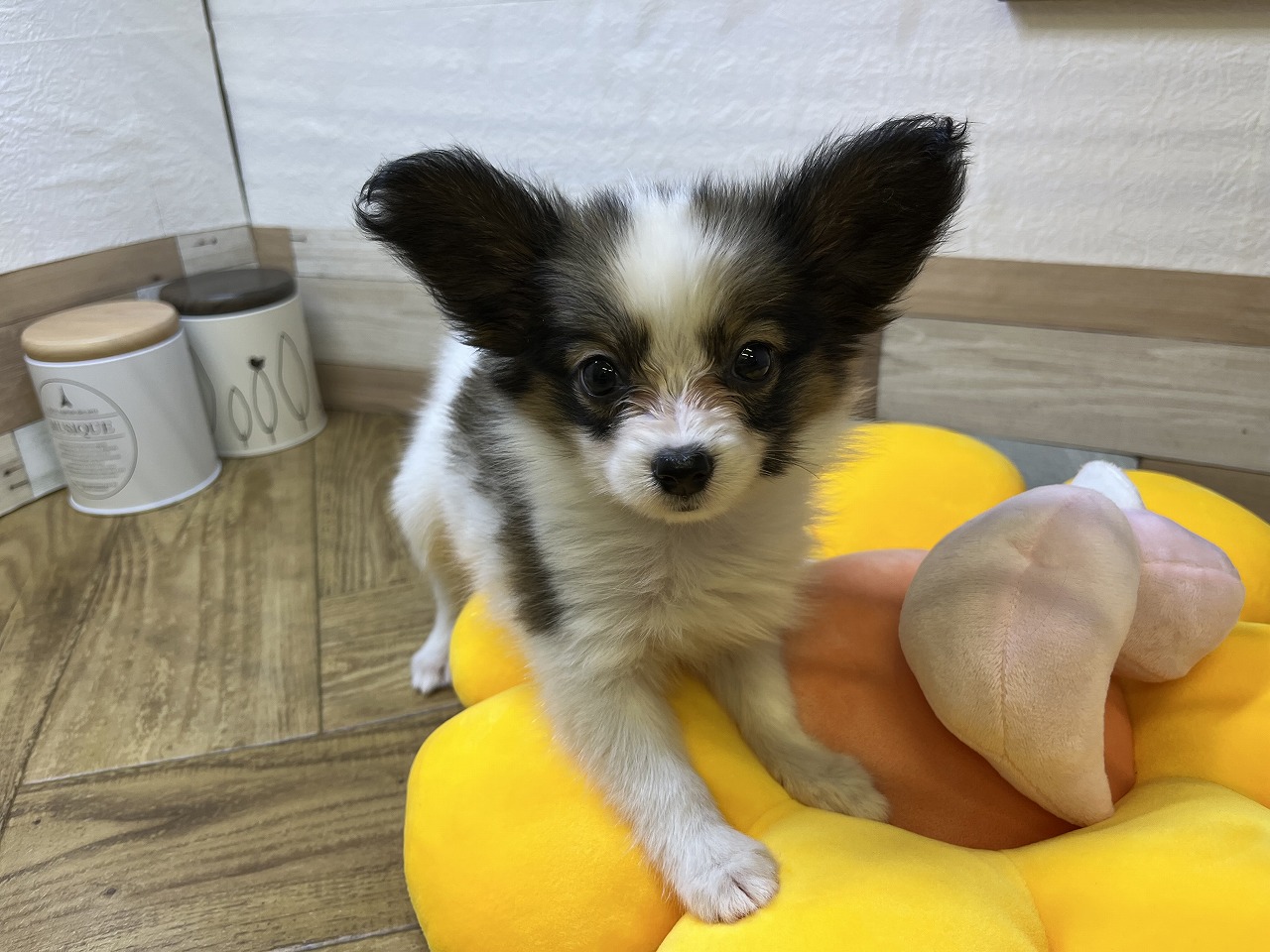パピヨン♀7/11詳細｜ペットショップNOAH'S ARK（ノアズアーク）