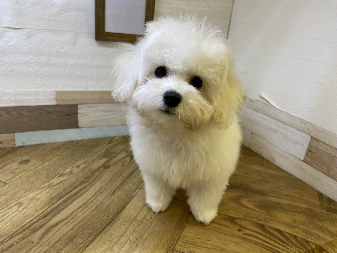 いぬ 小型犬後ろ足用 ホールド ボーダーマスタード | 歩行補助