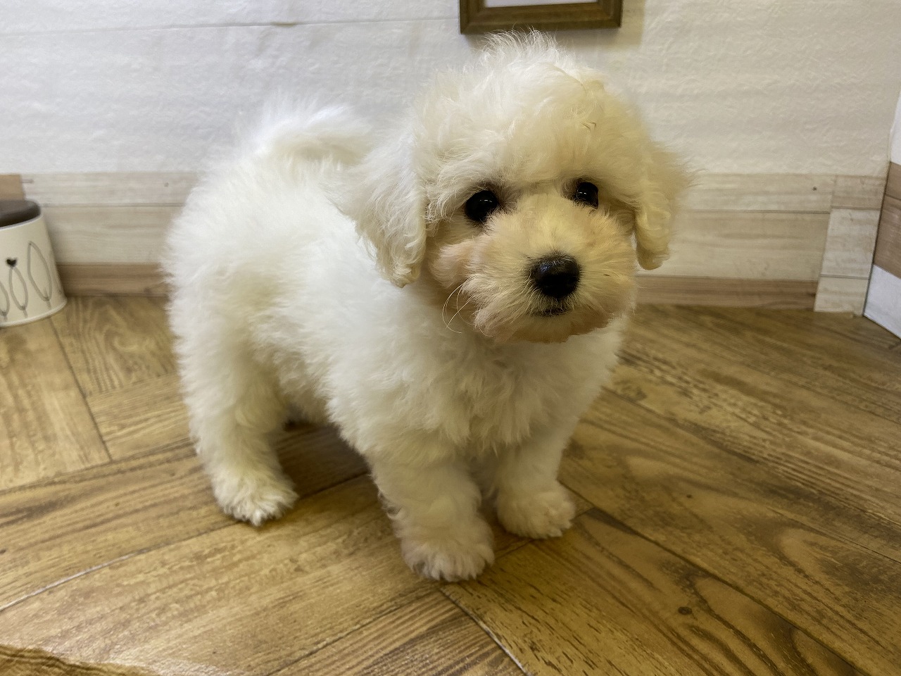 小型犬】ビションフリーゼ(2310378) | 京都 ペットショップ