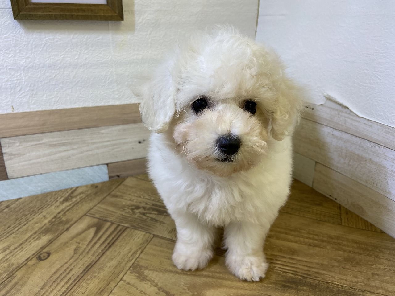 小型犬】ビションフリーゼ(2310378) | 京都 ペットショップ