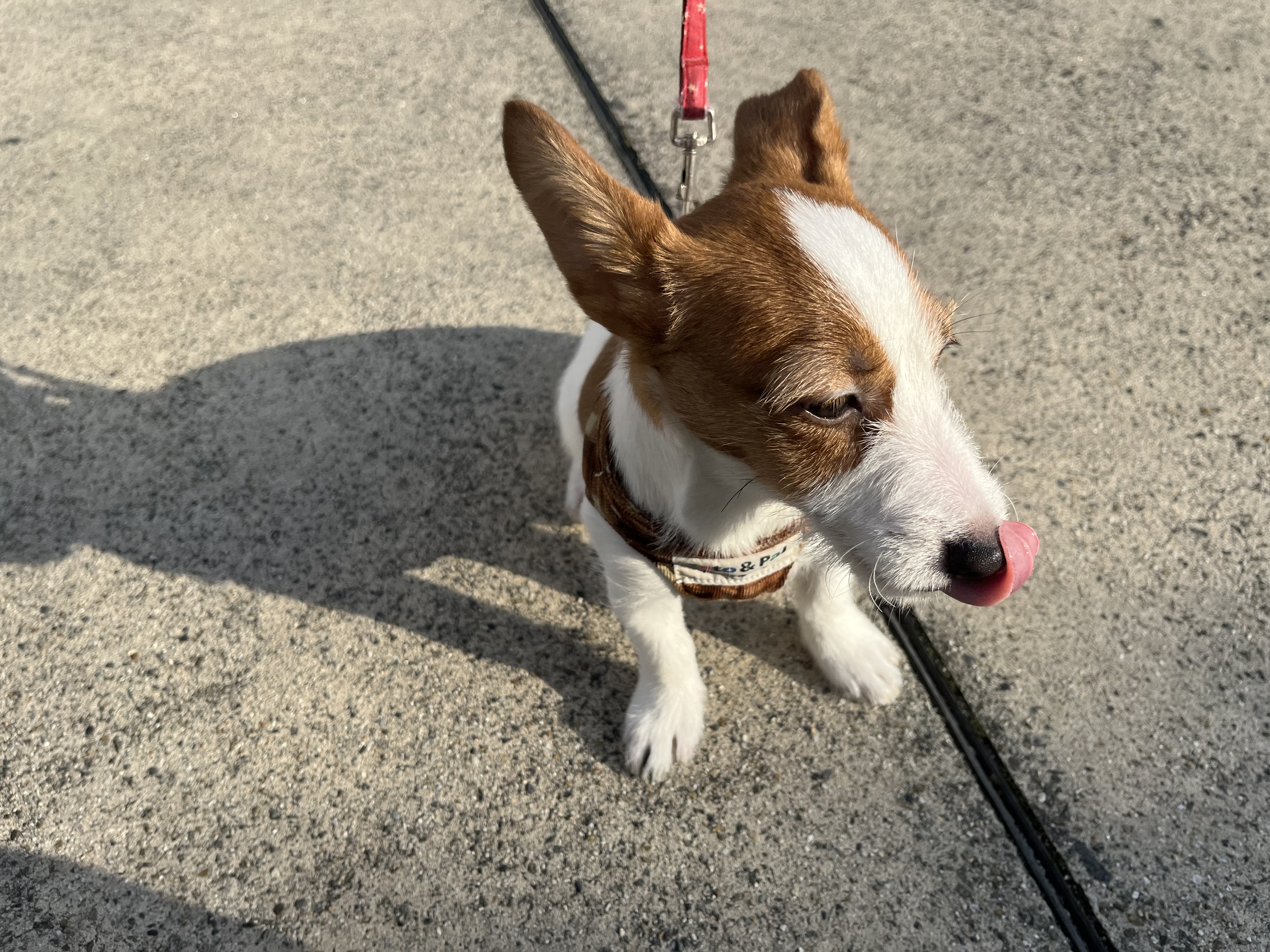 小型犬】ジャックラッセルテリア(2310388) | 京都 ペット 小型犬】ジャックラッセルテリア(2310388) | 京都 ペット