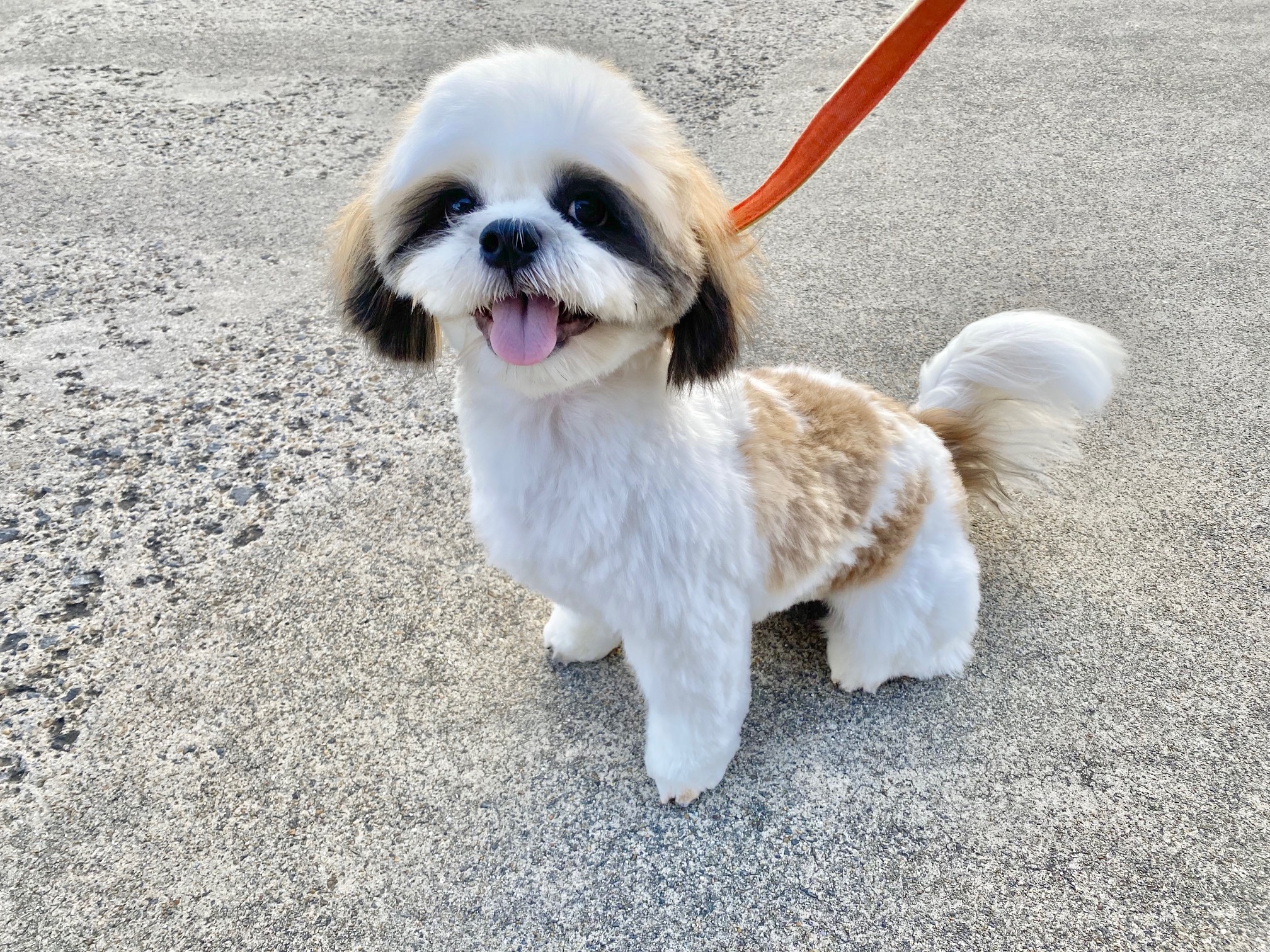 しろい犬 Our rescue dog Shiro has passed away and is now in heaven