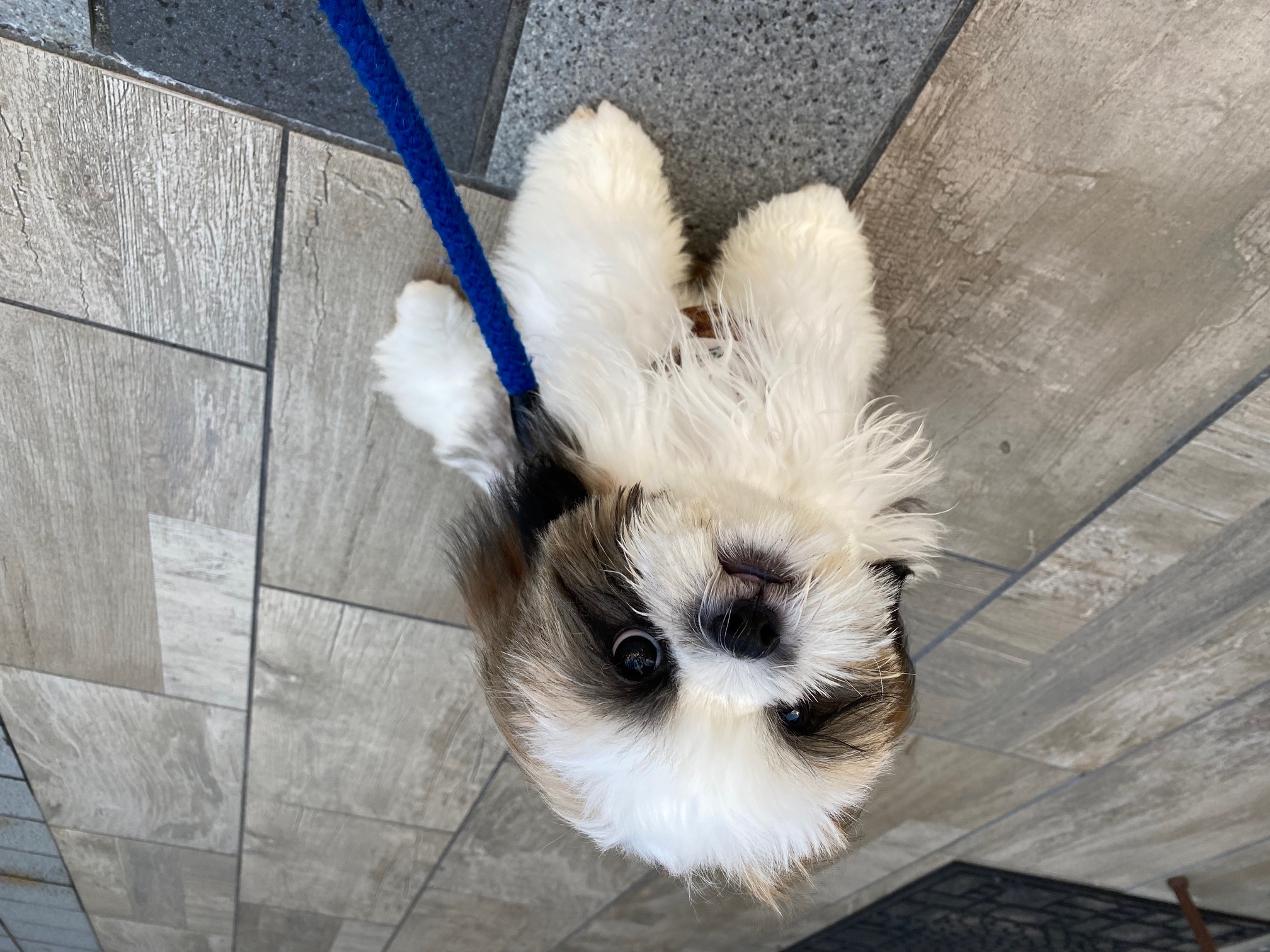 激レア　フォンテーヌ　ドレッシーペット　シーズ 犬 小型犬】シーズー(2310397) | 京都 ペットショップ ノアズアーク