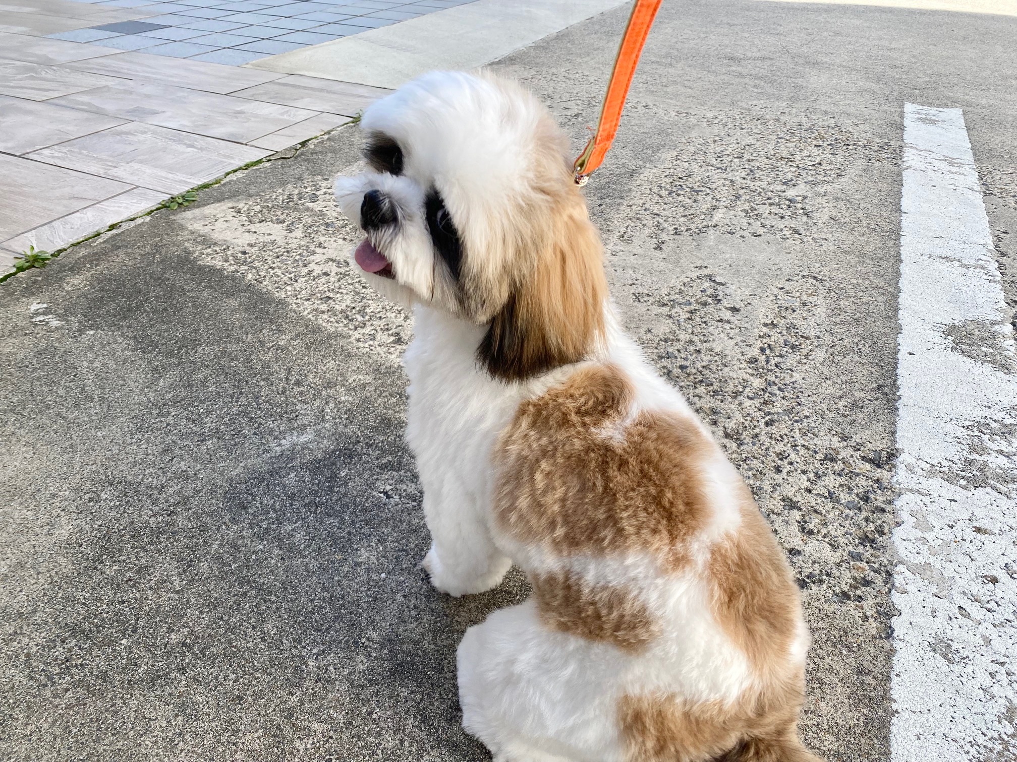 小型犬】シーズー(2310397) | 京都 ペットショップ ノアズアーク