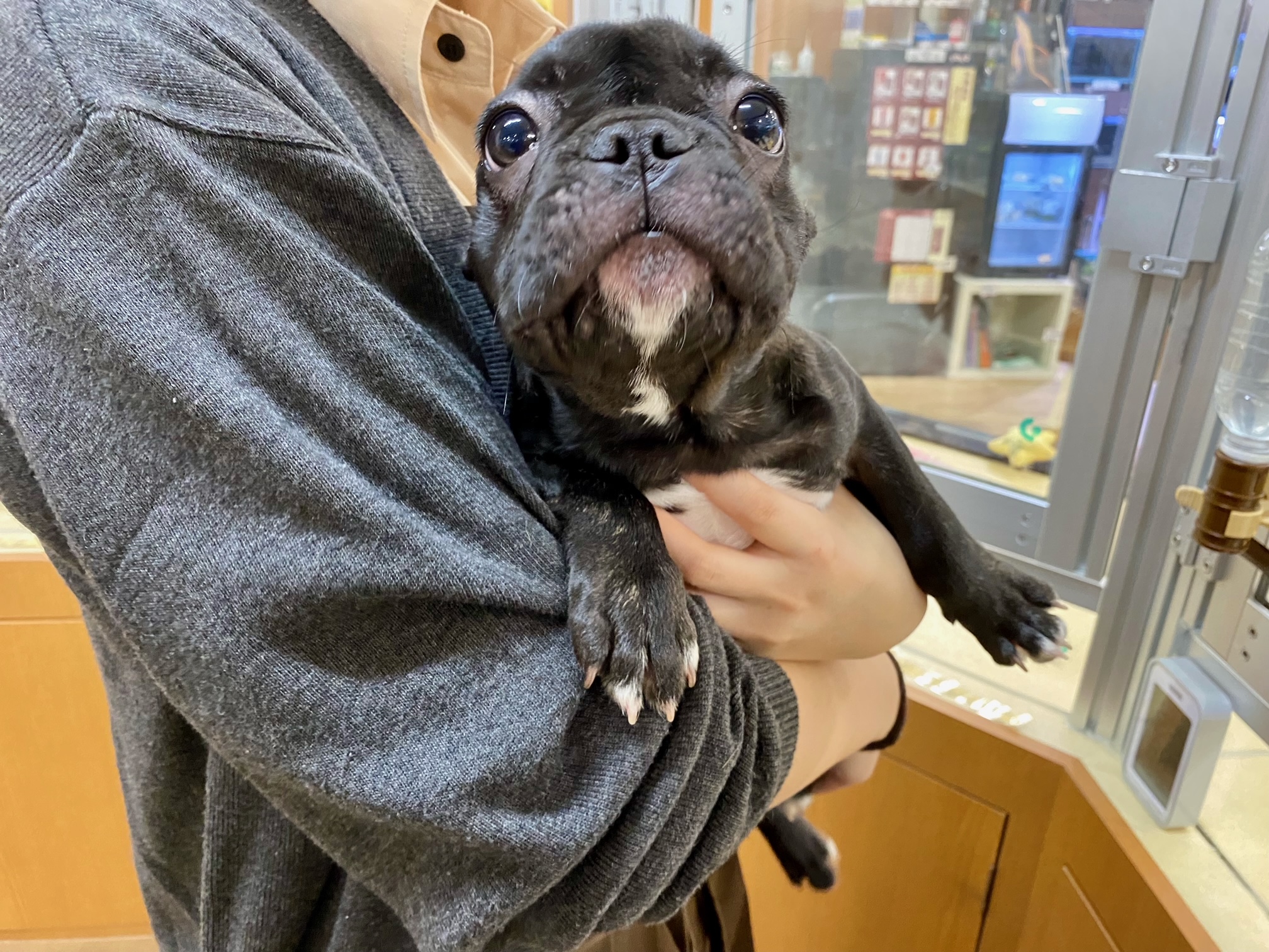 非売品　ブルドックソース記念品　富溜犬　ブルドック　青銅像 非売品 ブルドックソース記念品 富溜犬 ブルドック 青銅像 （大
