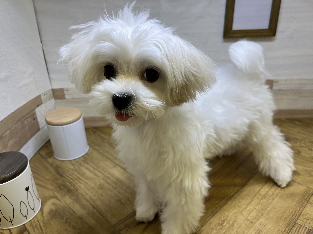 小型犬】マルチーズ(2401033) | 京都 ペットショップ ノアズアーク