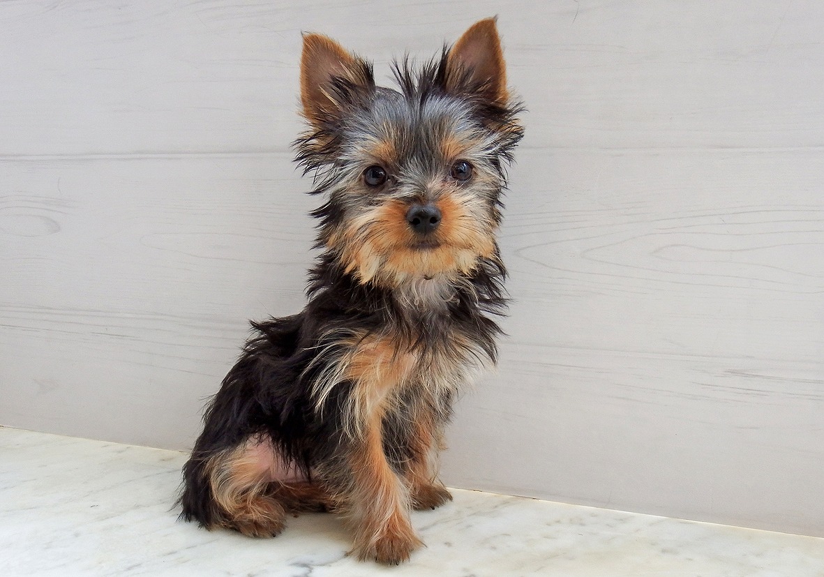 小型犬】ヨークシャテリア(2402049) | 京都 ペットショップ ノアズアーク