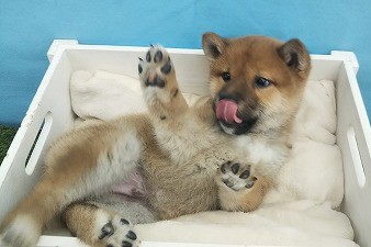 画像