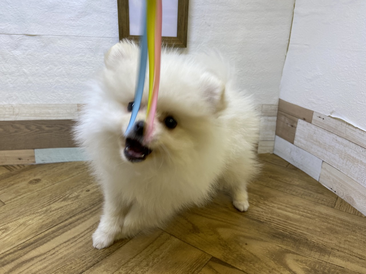 小型犬】ポメラニアン(2406184) | 京都 ペットショップ ノアズアーク