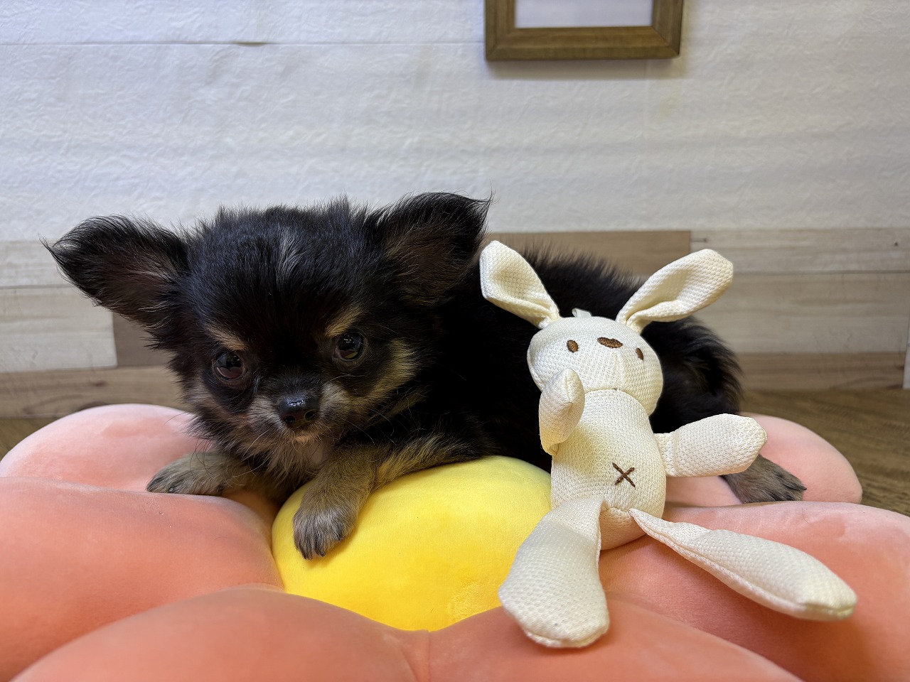 小型犬】チワワ（ロングコート）(2409328) | 京都 ペット