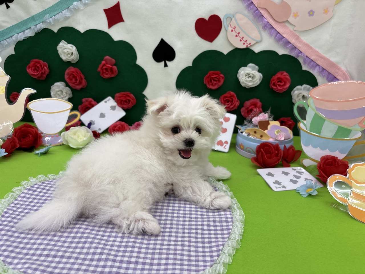 画像