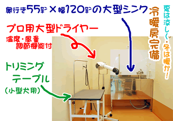 大阪 ノアズアーク箕面店 京都 大阪 滋賀のペットショップ 子犬 子猫 観賞魚 小動物はノアズアークまで