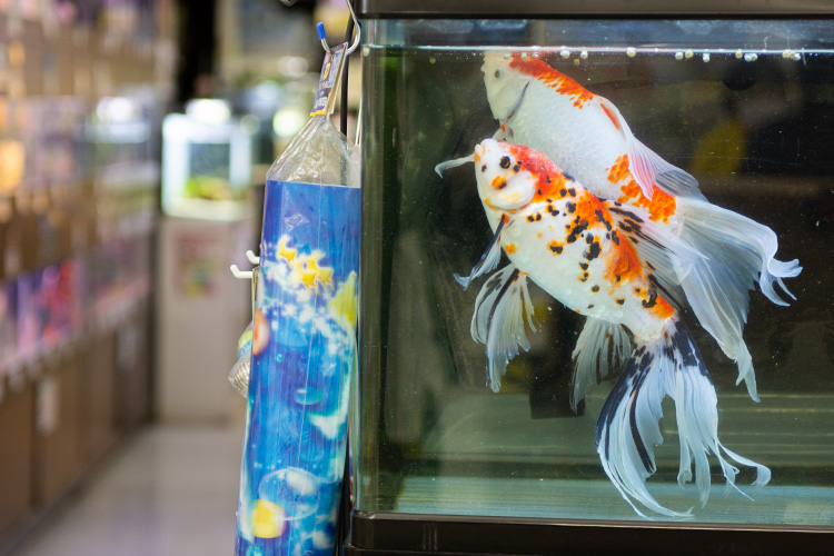 観賞魚 小動物 京都 大阪 滋賀のペットショップ 子犬 子猫 観賞魚 小動物はノアズアークまで