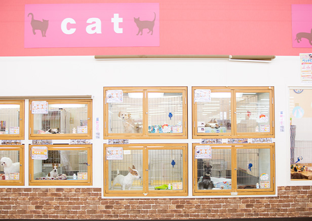 箕面市の人気ペットショップ10選 ペットサロンやホテル併設の大型店も Shiori 箕面市の人気ペットショップ10選 ペットサロンやホテル併設の大型店も Shiori