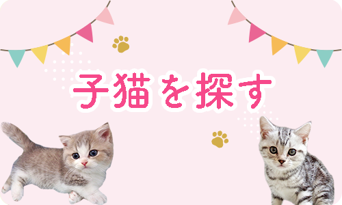 猫を探す