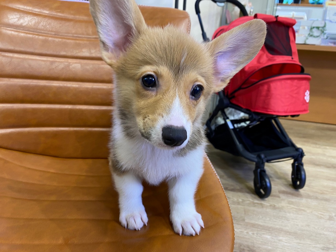 コーギーです 北山店 京都 大阪 滋賀のペットショップ 子犬 子猫 観賞魚 小動物はノアズアークまで