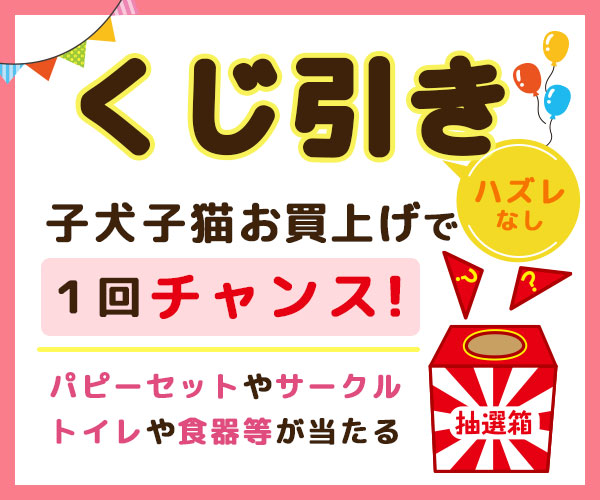 くじ引き