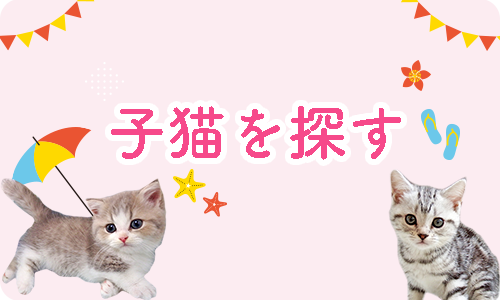 猫を探す