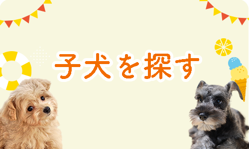 犬を探す