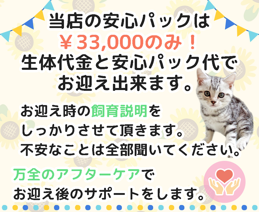 2025年8月セール