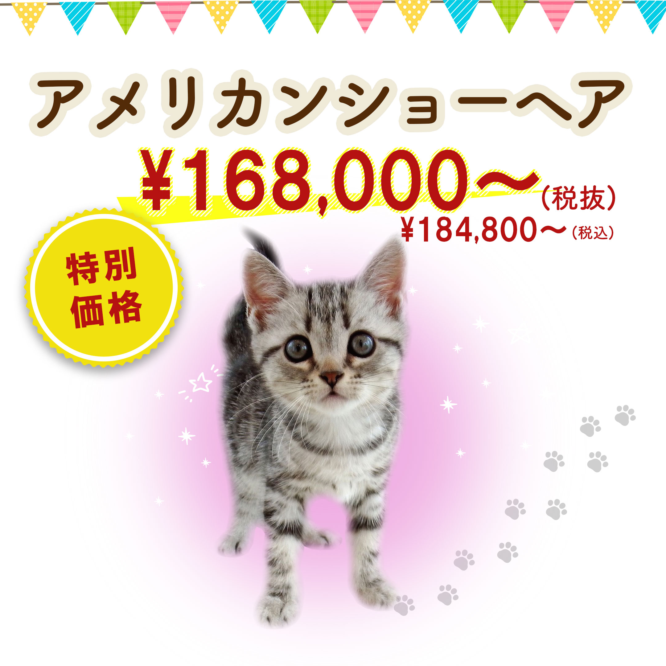 アメリカンショートヘア