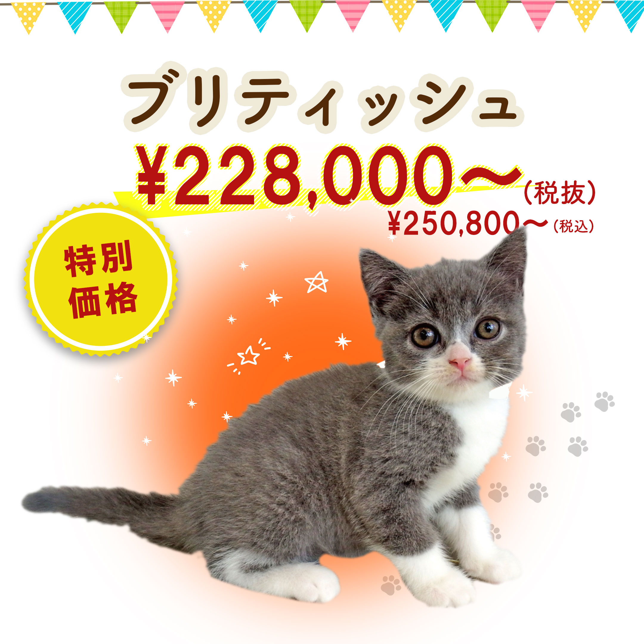 ブリティッシュ