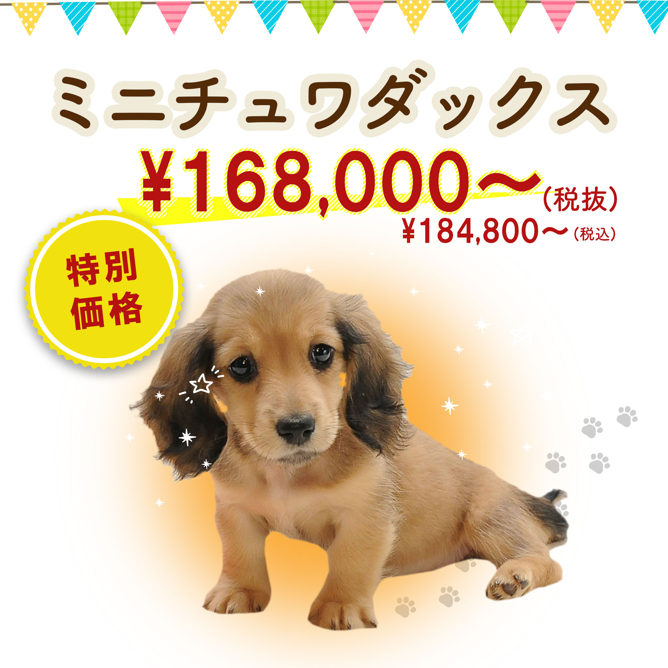 ミニチュアダックス